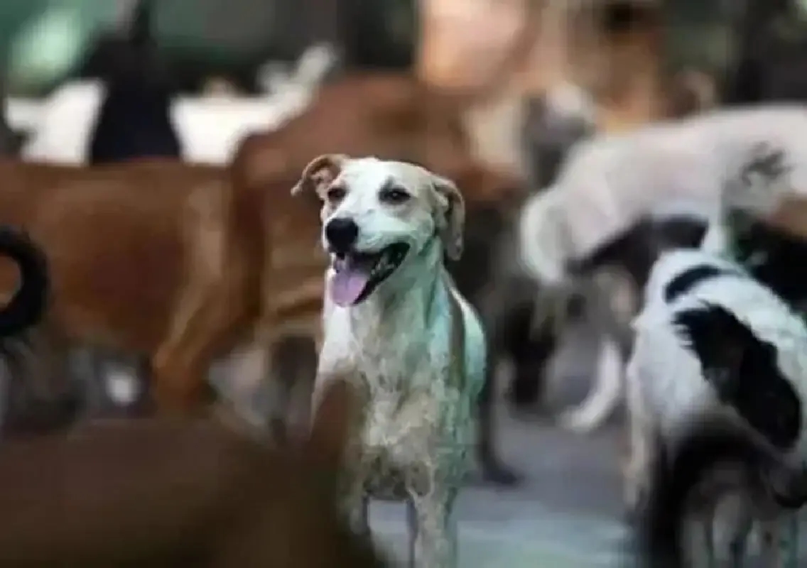 Activists slam PMC for rounding up community dogs during Pune cycle rally - News Karnataka