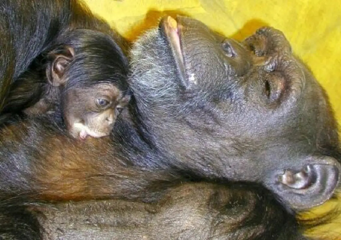 Ai, legendary chimpanzee who reshaped primate cognition studies, dies at 49 - News Karnataka