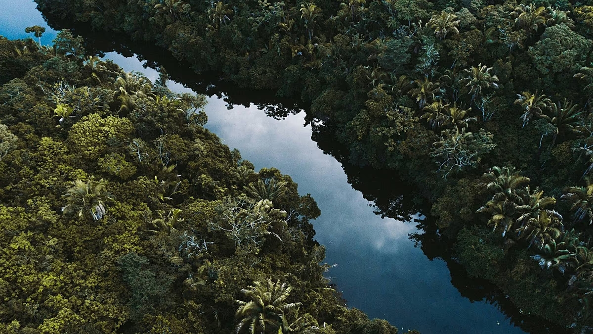 Amazon rainforest faces ‘hypertropical’ shift as droughts intensify - News Karnataka