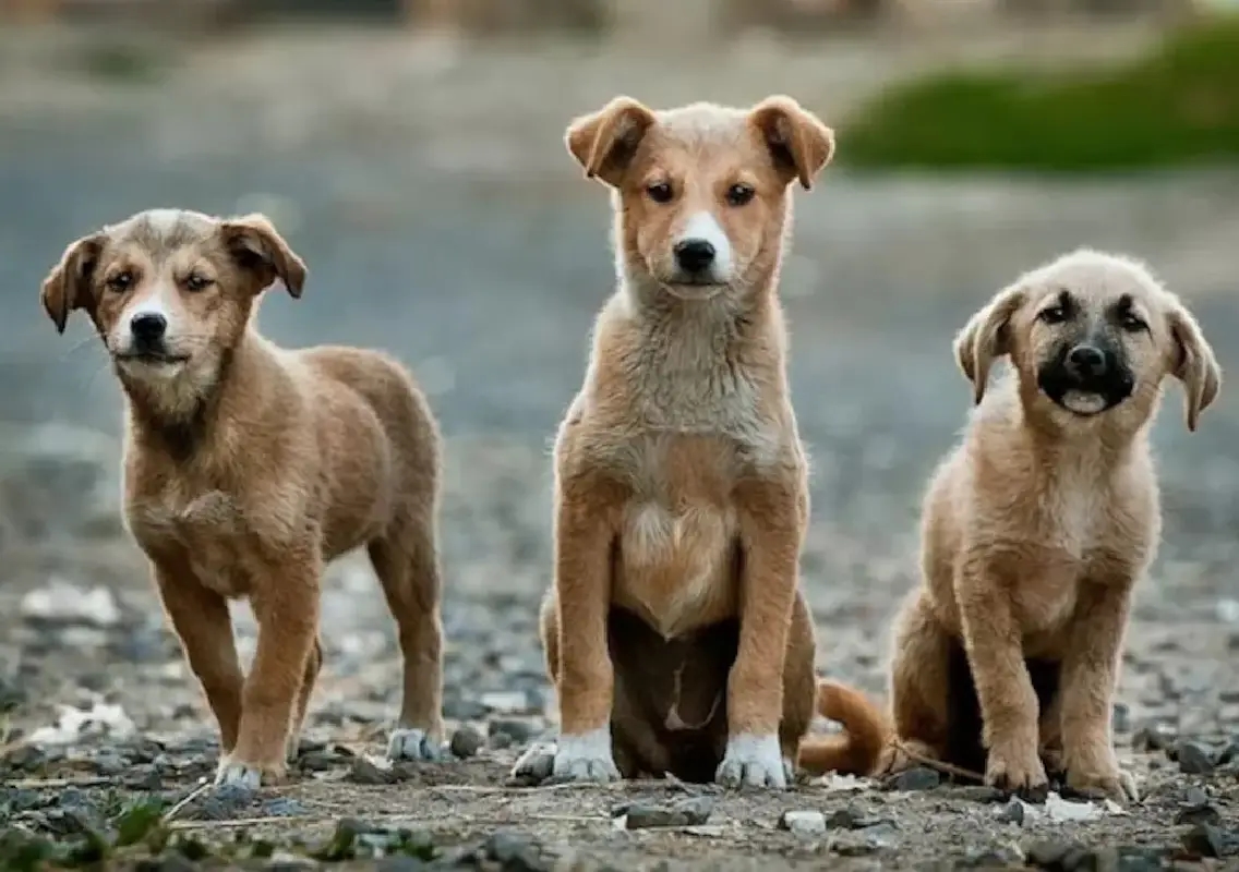 Around 200 stray dogs allegedly killed in Hanamkonda, outrage grows in Telangana - News Karnataka