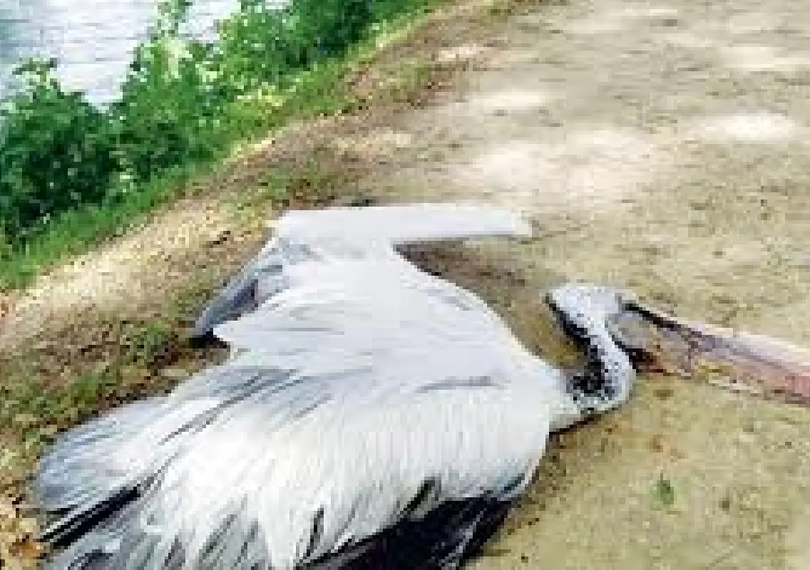 Bird deaths at Rankala lake spark pollution fears in Kolhapur - News Karnataka