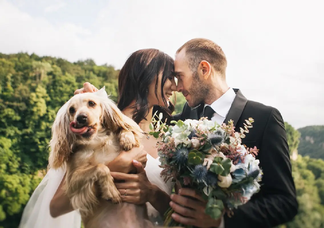 Bride flies pet dachshund to wedding, calls it non-negotiable - News Karnataka