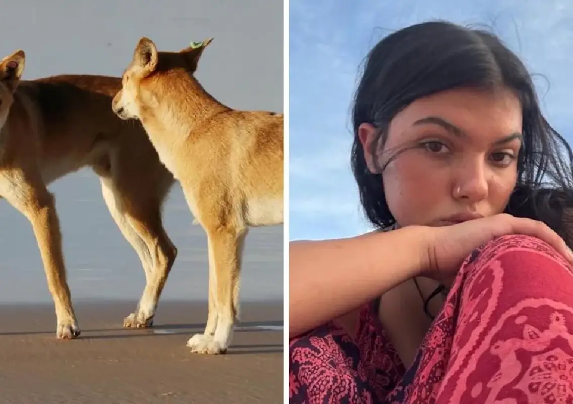 Canadian teen found dead on K’gari as dingo role probed - News Karnataka