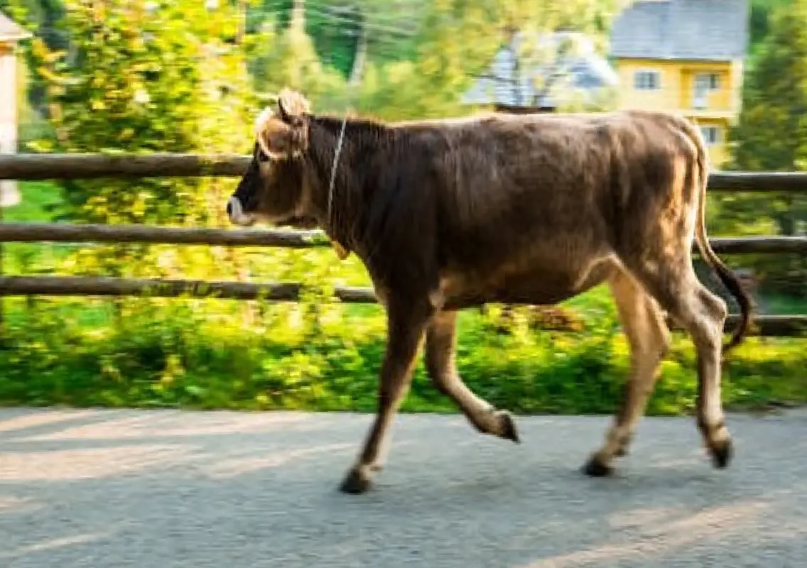 Cow injured at roadside eatery, police register suo motu case - News Karnataka