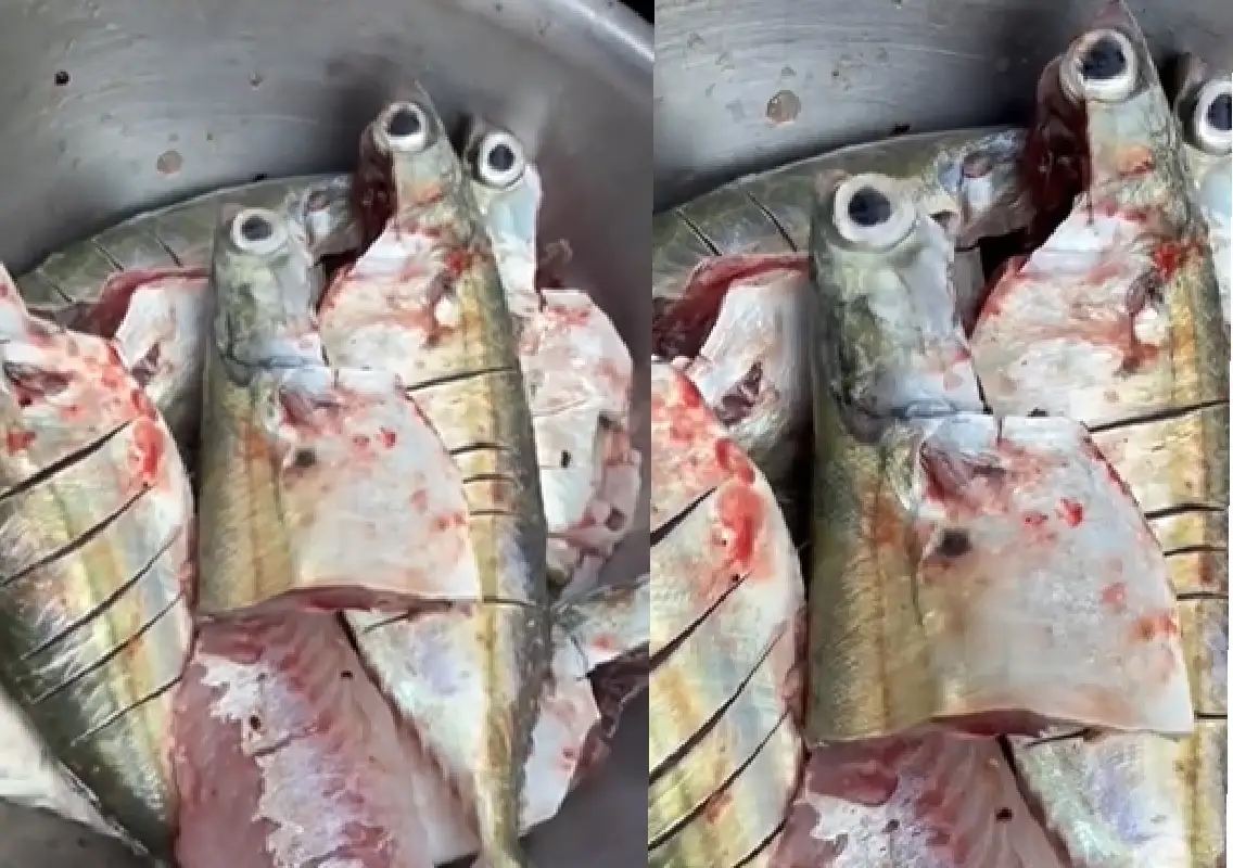 Cut mackerel found alive at Malpe harbour, video goes viral - News Karnataka