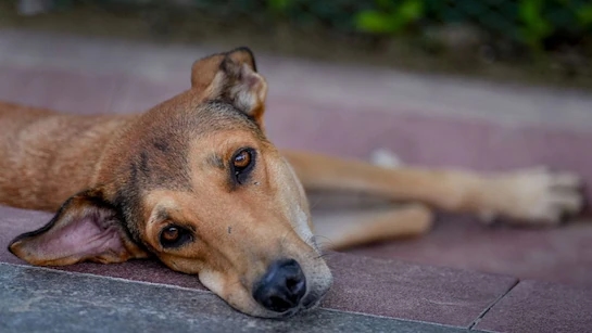 Delhi education dept moves police over ‘teachers counting dogs’ claims - News Karnataka