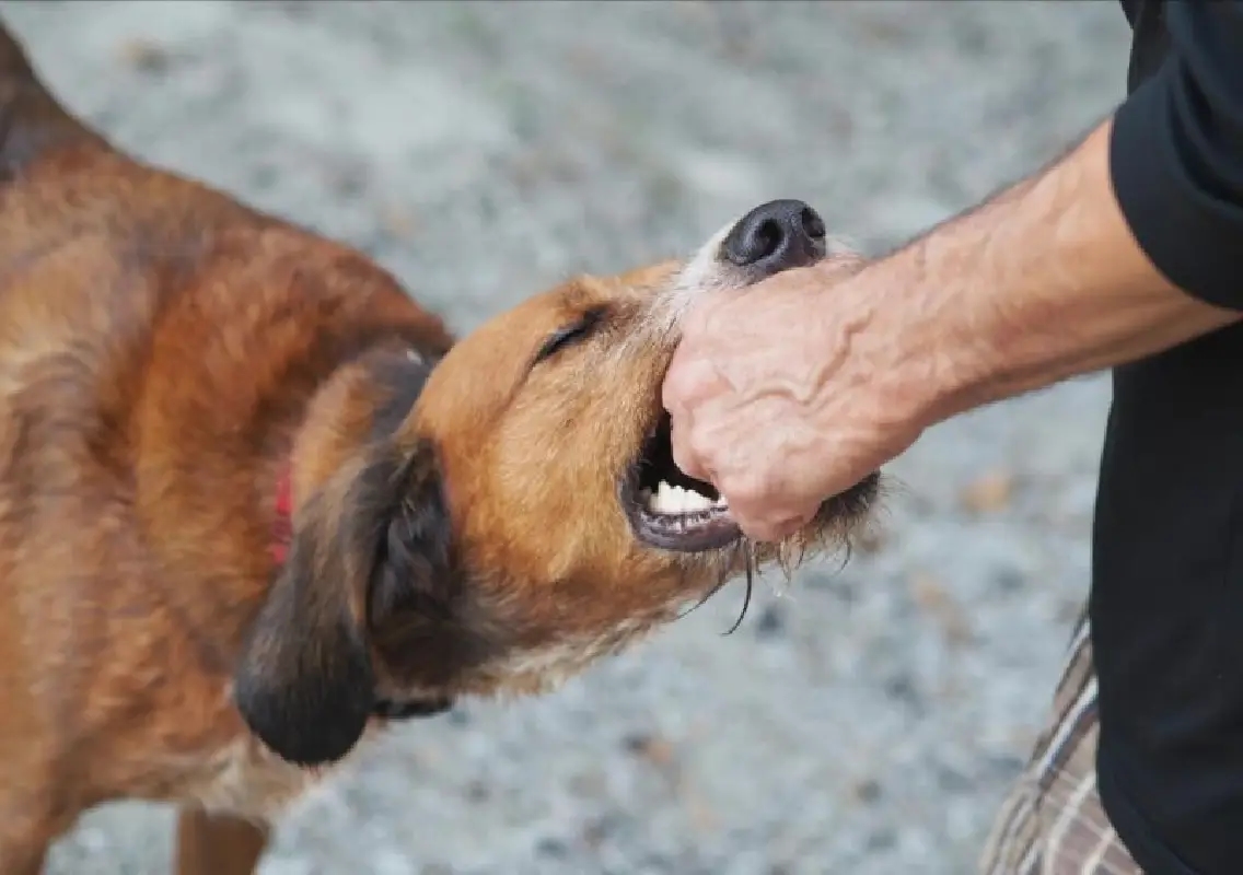 Dog bite turns fatal as lack of vaccination claims 13-year-old’s life - News Karnataka