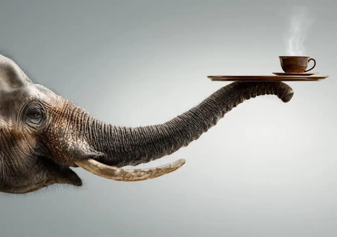 Elephant gut bacteria explain why Black Ivory coffee tastes smoother - News Karnataka