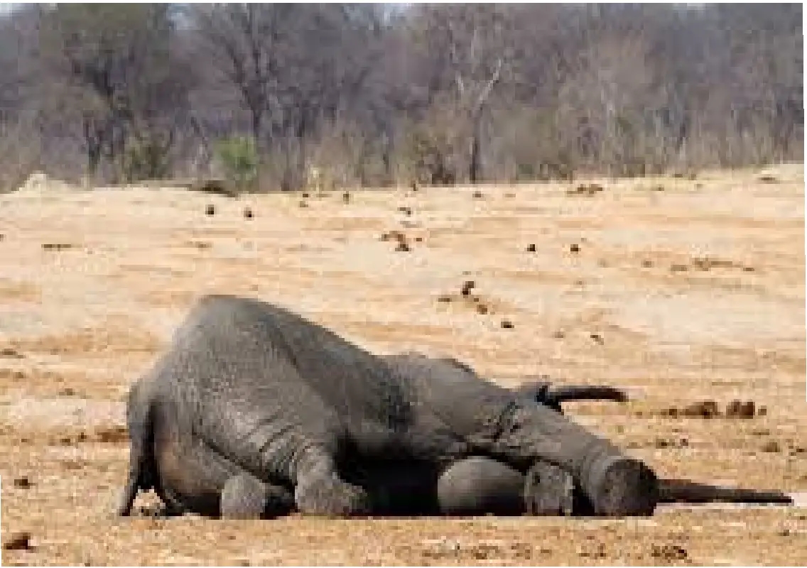 Explosive injury kills elephant during treatment, poaching angle suspected - News Karnataka