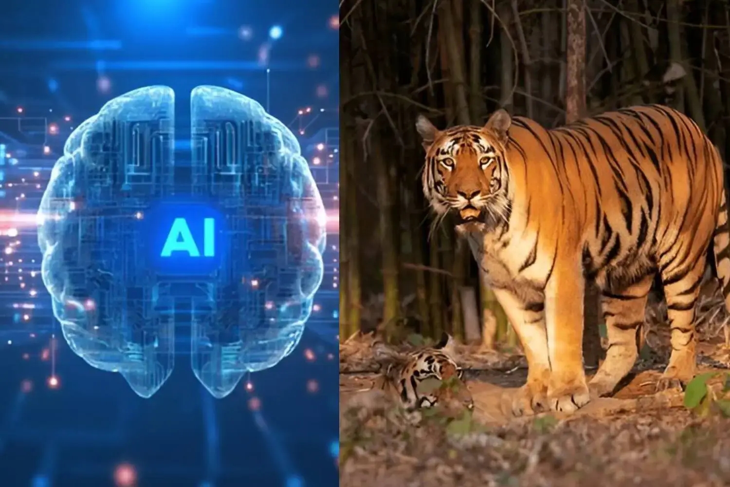 Fact check: Viral video of tiger attack in Madhav Tiger Reserve is AI-generated - News Karnataka