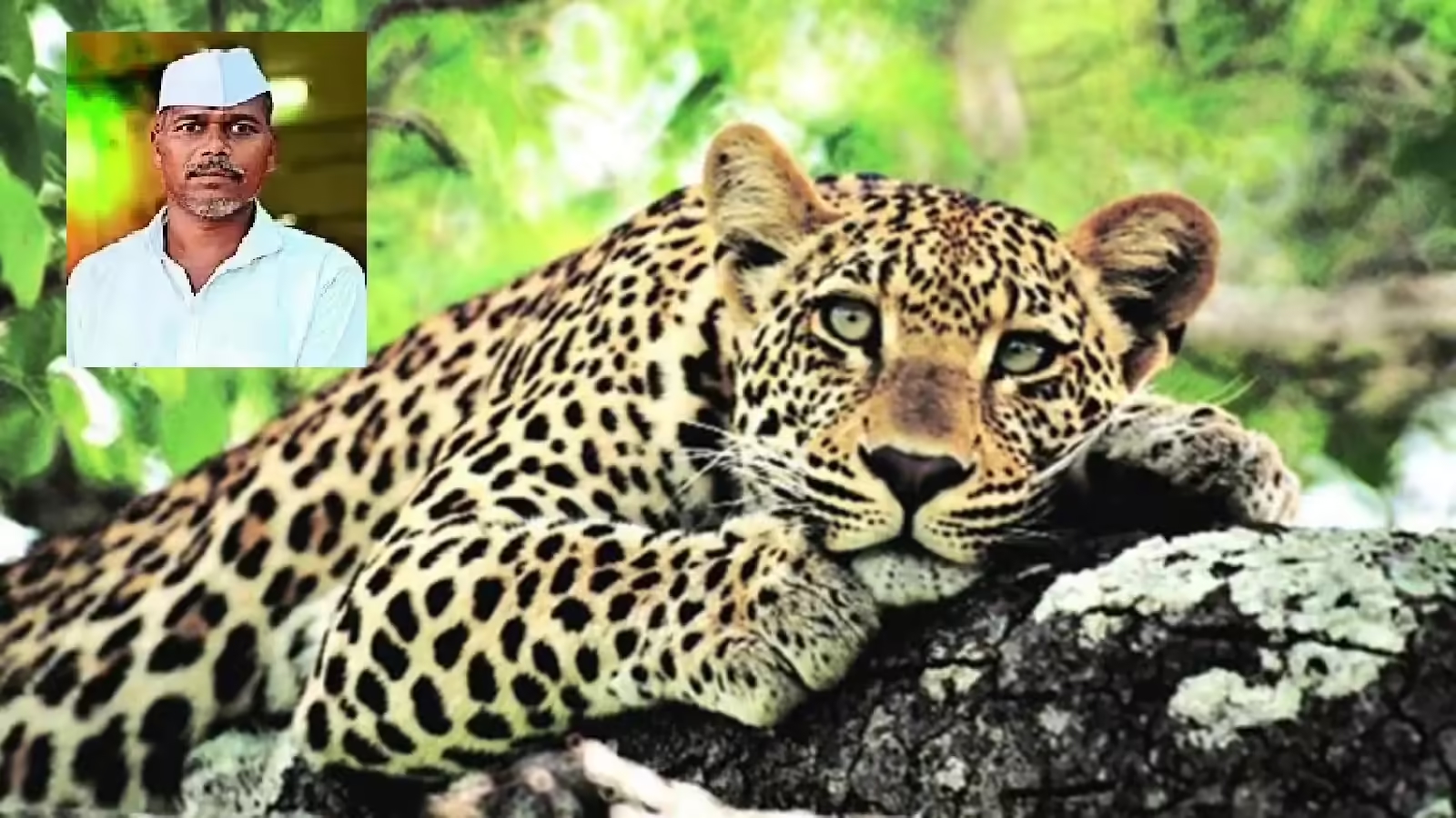 Farm worker killed in leopard attack in Nashik; animal also dies in open well - News Karnataka