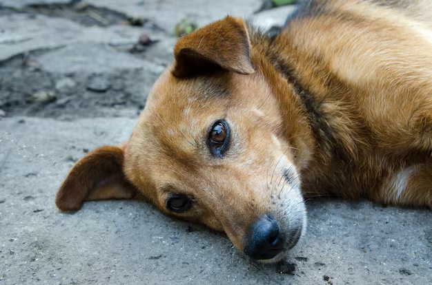 Farmer dies in Gandhinagar road mishap while trying to avoid dog - News Karnataka