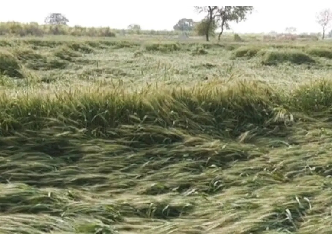 Farmer’s suicide after hailstorm claim sparks dispute over crop damage - News Karnataka