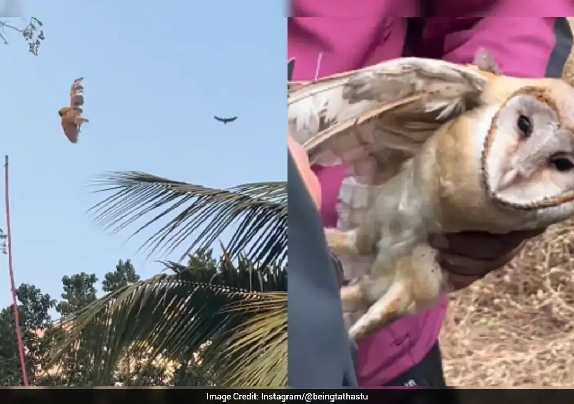 Firefighters rescue owl trapped in kite string, video wins hearts - News Karnataka