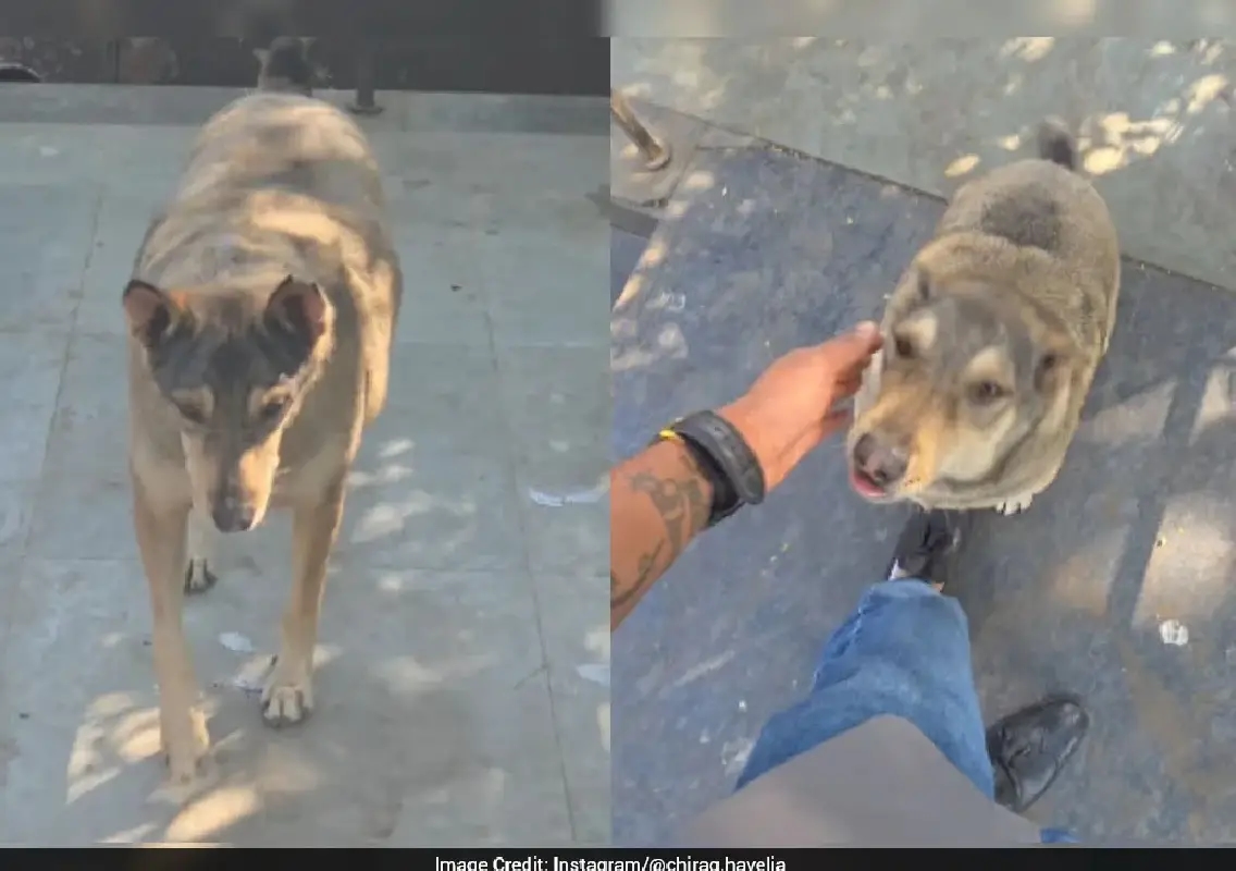 Five years later, stray dog’s reunion video melts hearts online - News Karnataka
