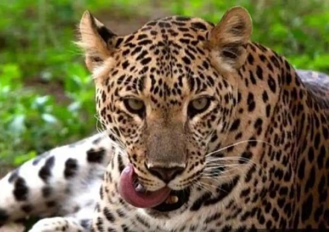 Four-year-old girl dies after leopard attack, village gripped by fear - News Karnataka