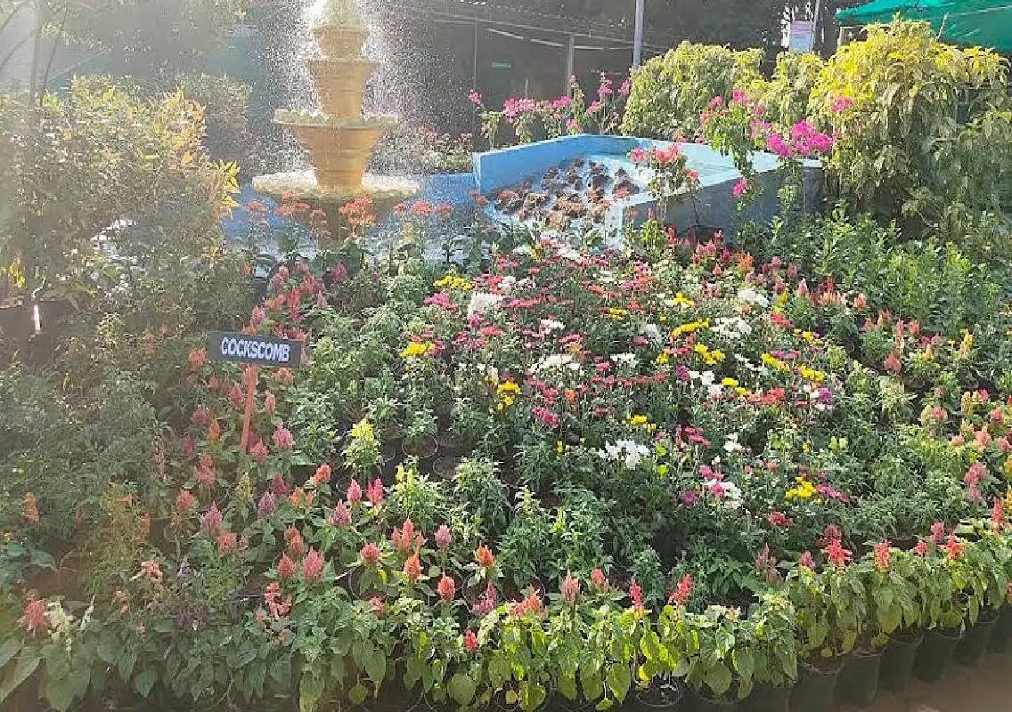 Fruit and flower show to brighten Kadri Park for Republic Day - News Karnataka