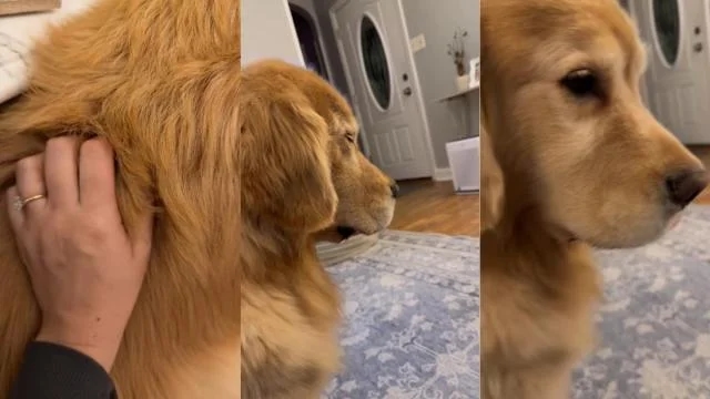 Golden Retriever falls asleep sitting up during mom’s gentle massage - News Karnataka