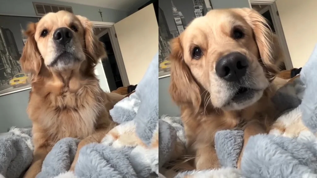 Golden Retriever’s morning ‘conversation’ wins the internet - News Karnataka