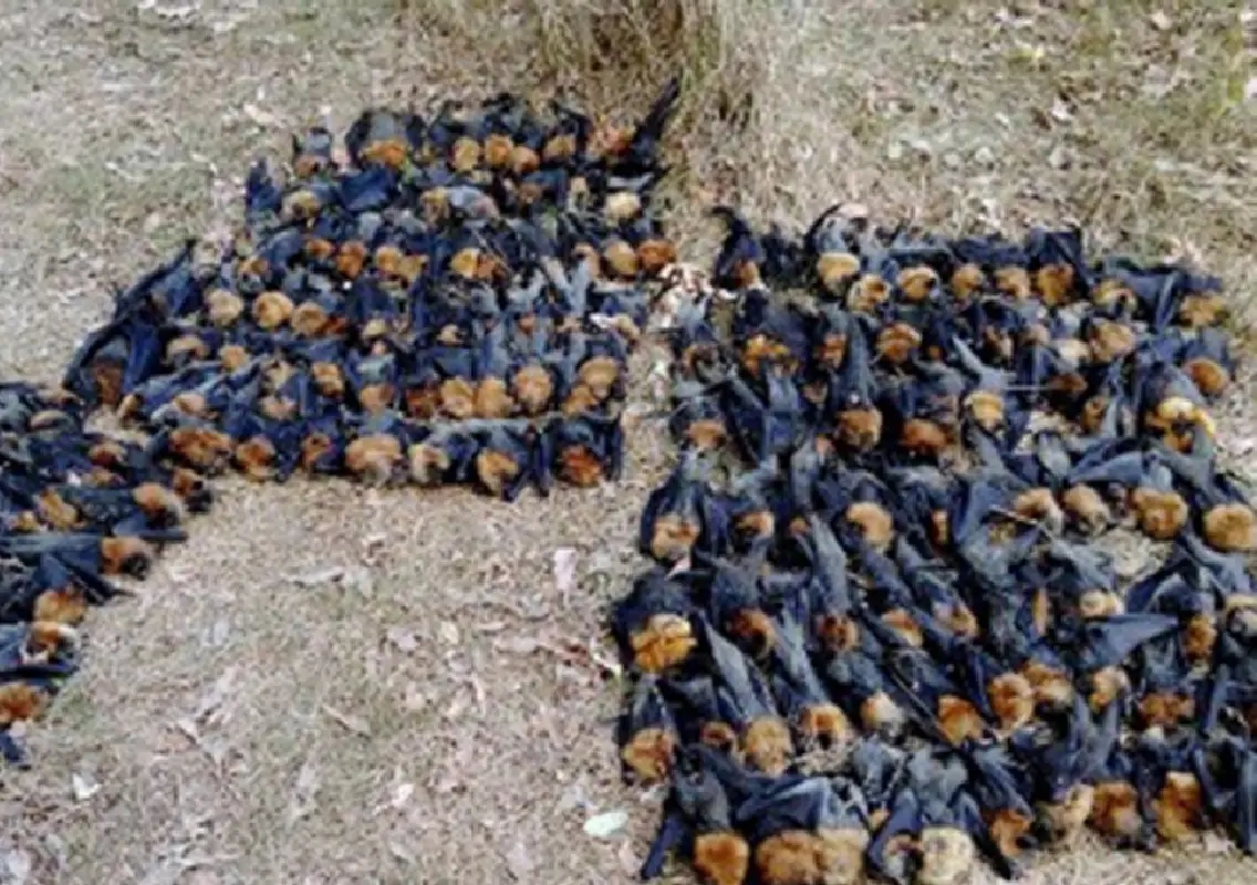 Heatwave kills thousands of flying foxes across south-east Australia - News Karnataka