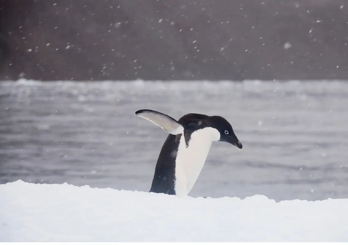 Herzog’s ‘nihilist penguin’ scene resurfaces, reigniting debate on meaning in nature - News Karnataka