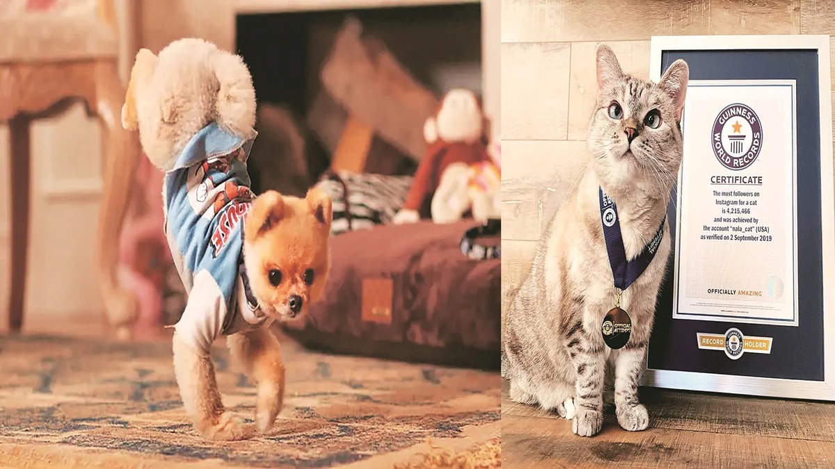 Inside the booming world of pet influencers, where dogs chase likes and fame - News Karnataka