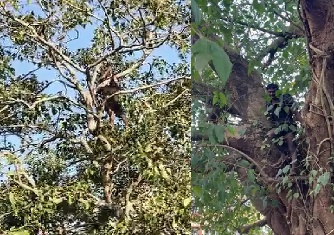 Kadri police rescue distressed migrant labourer from tree in Karangalpady - News Karnataka