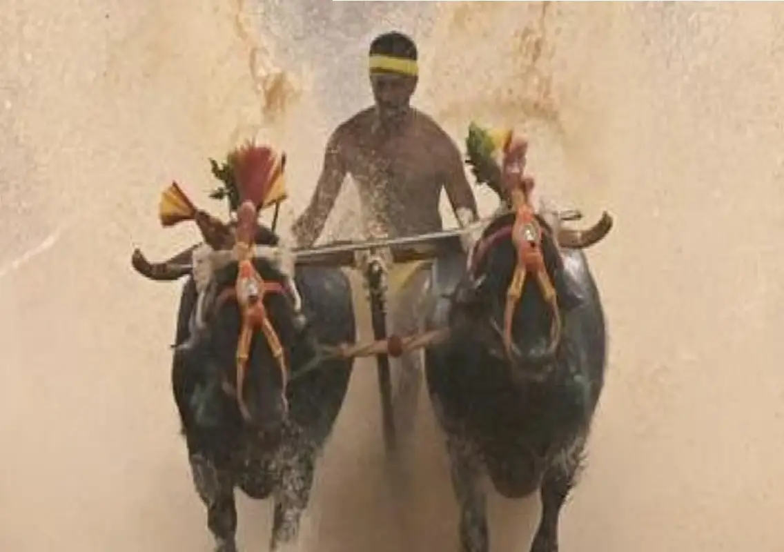 Lava Kusha Jodukare Naringana Kambalotsava set for January 10 - News Karnataka