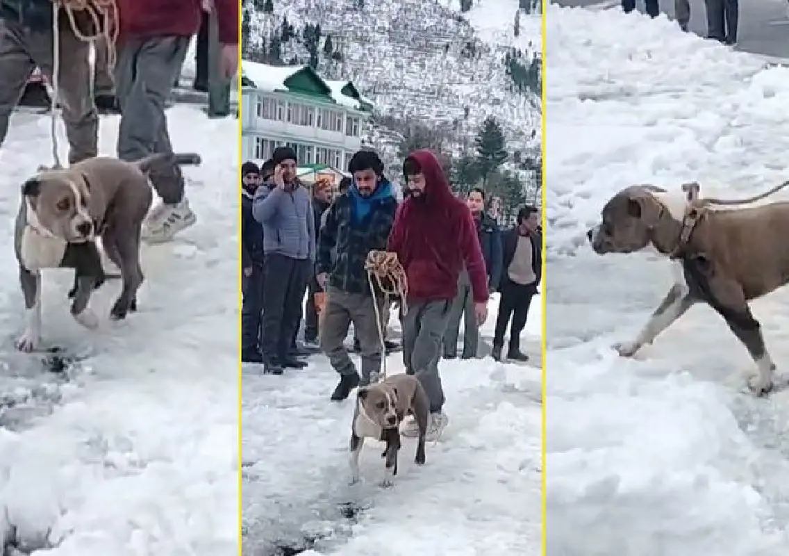 Loyal dog guards owner’s body for four days amid snow in Himachal - News Karnataka