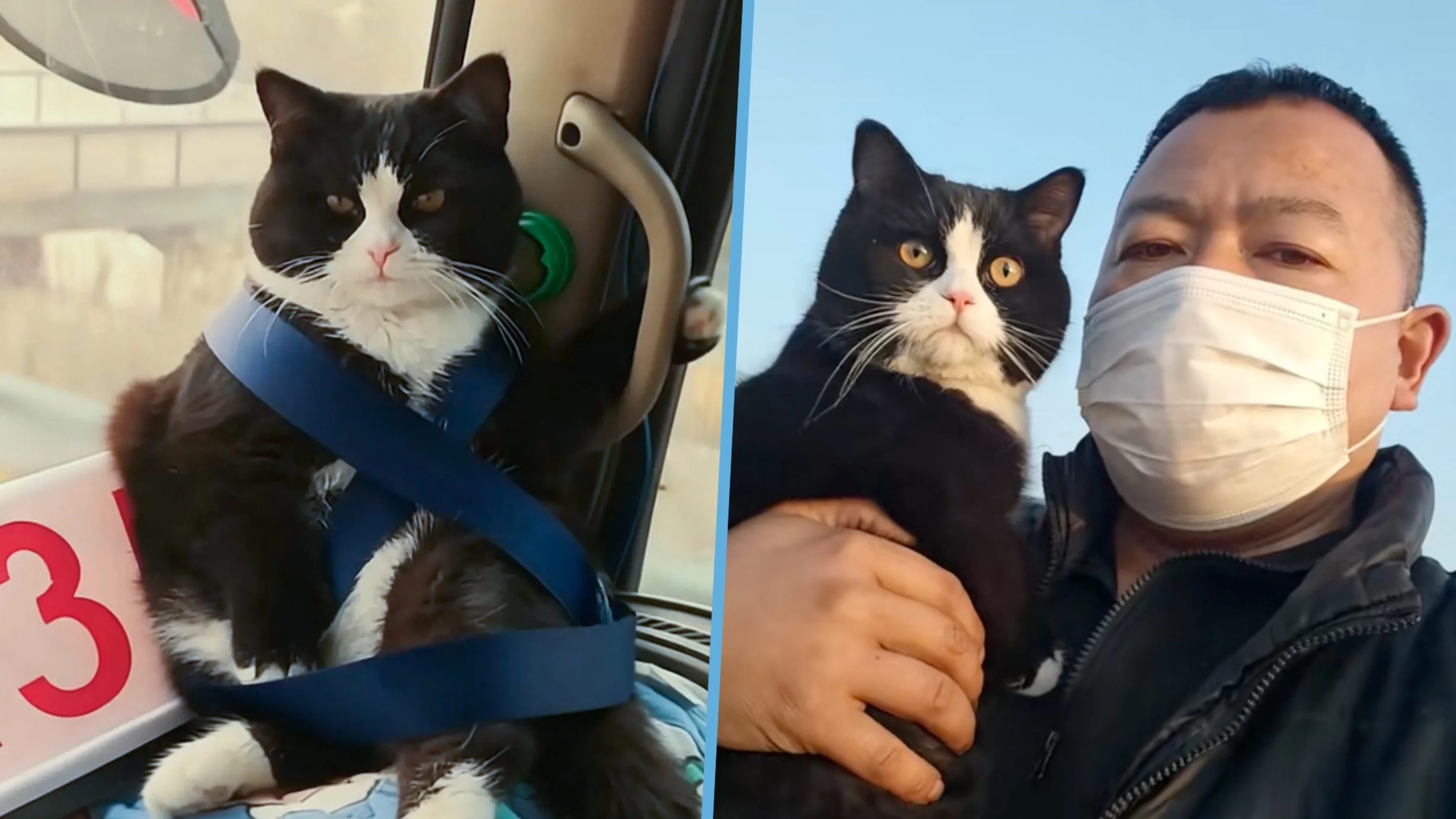 Meet China’s ‘bus conductor’ cat who rides shotgun in a truck - News Karnataka