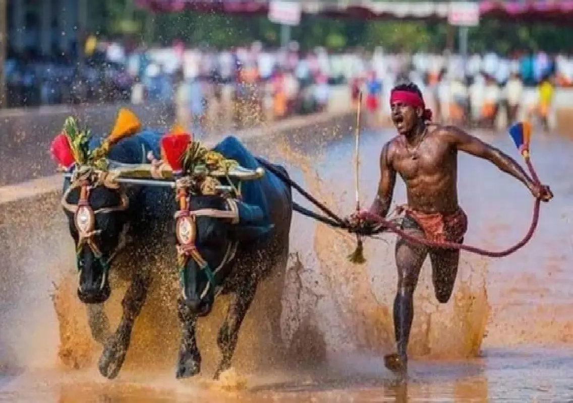 Moodbidri Kambala to be held as zero-waste event on January 31 - News Karnataka