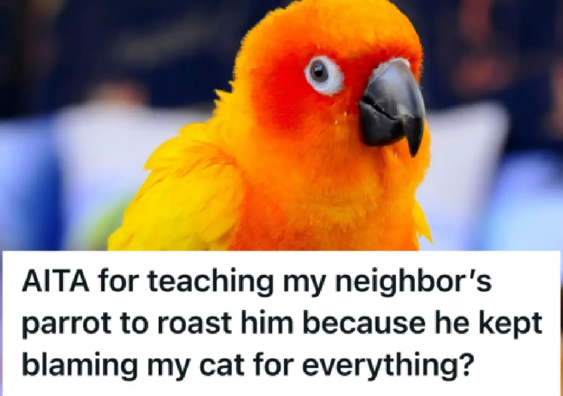 Neighbour blamed her cat for everything, so she taught his parrot to talk back - News Karnataka