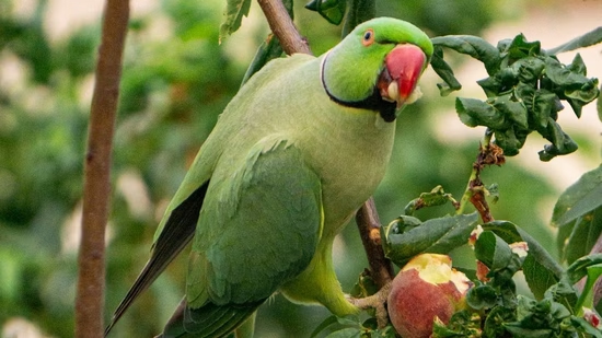 Over 200 parrots die of suspected food poisoning along Narmada riverbank - News Karnataka
