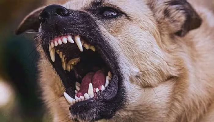 Plus-II student seriously injured in pet dog attack in Pongummoodu - News Karnataka