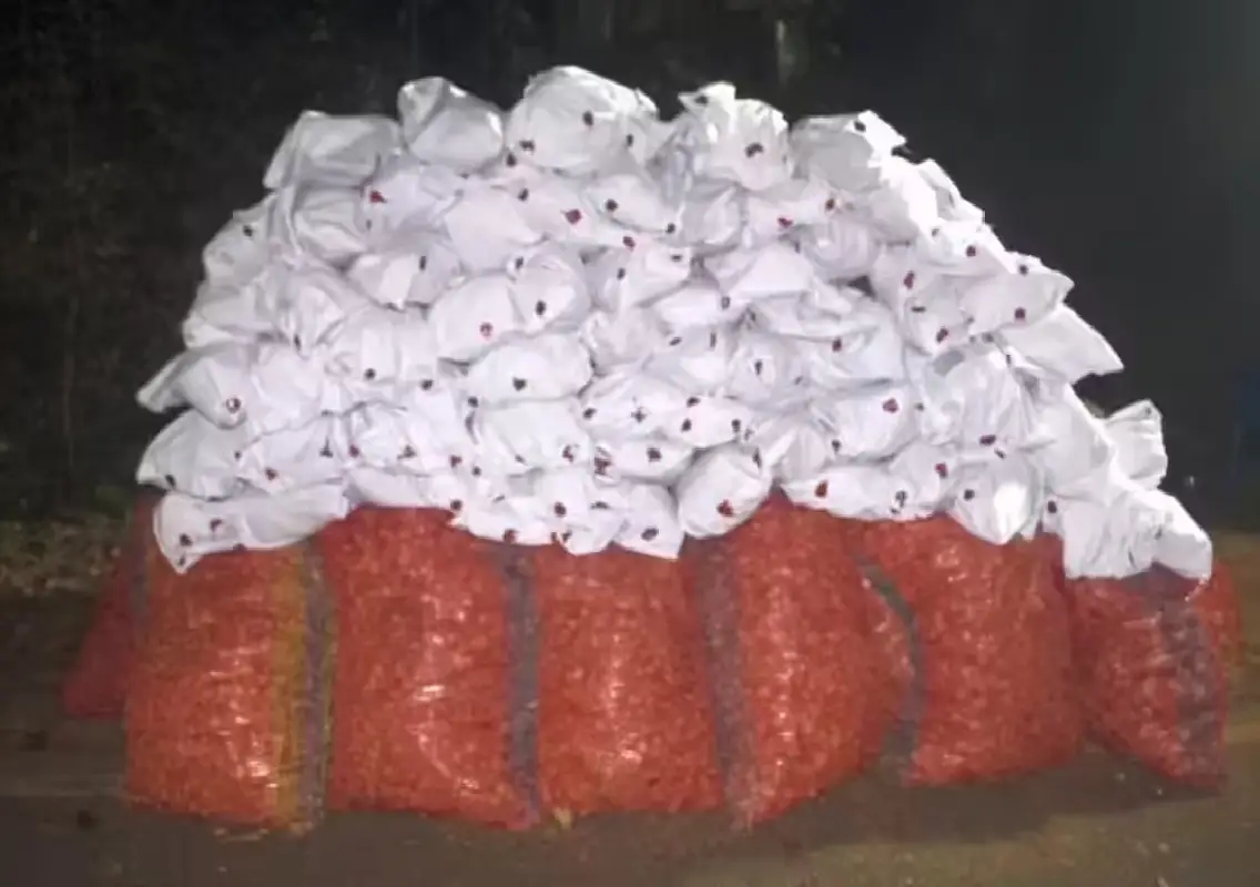 Police seize ganja worth ₹53 lakh in Puttur rural operation - News Karnataka