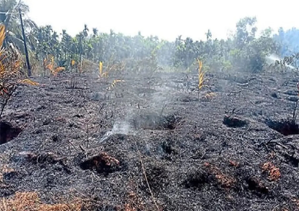 Power line snap destroys over 900 arecanut saplings in Puttur village - News Karnataka