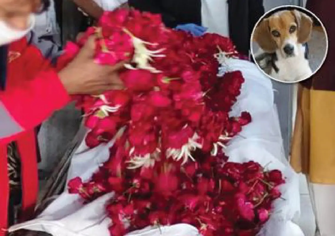 Rabies death in Gandhinagar sparks alarm over dog safety and awareness - News Karnataka