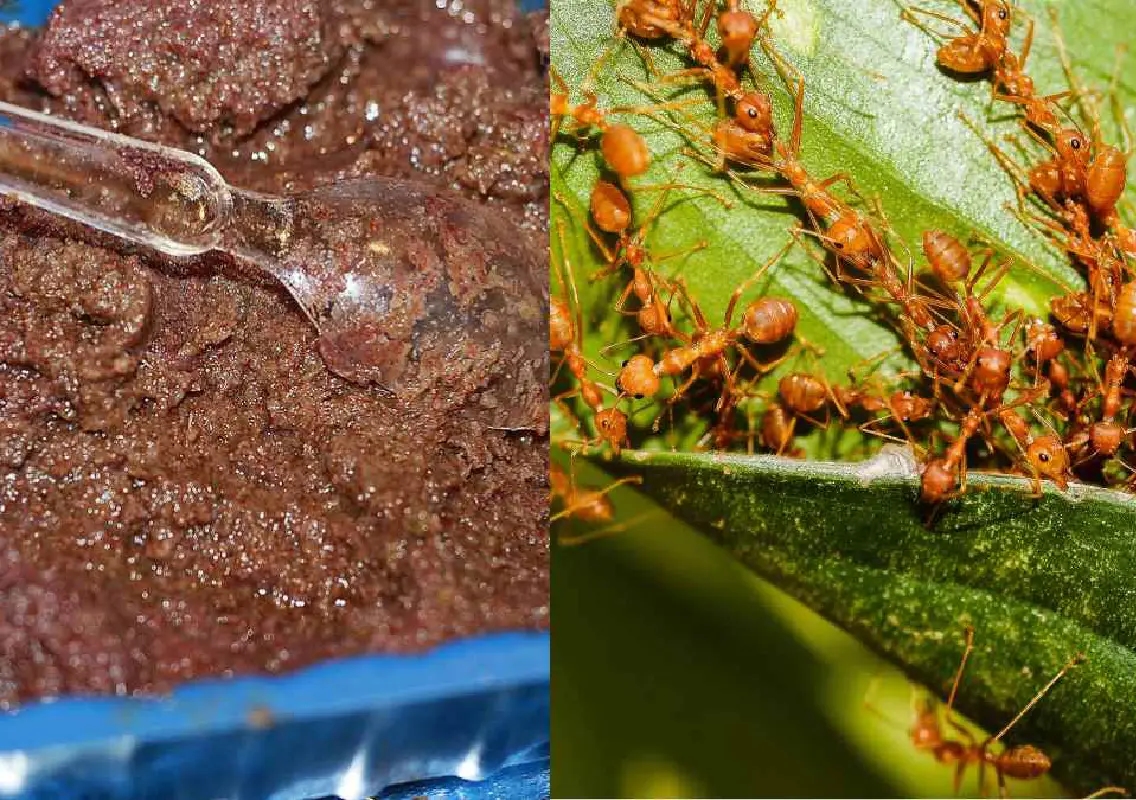 Red ant chutney: From tribal staple to GI-tagged superfood - News Karnataka