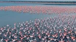 Sambhar Salt Lake turns pink as flamingos arrive in huge numbers - News Karnataka