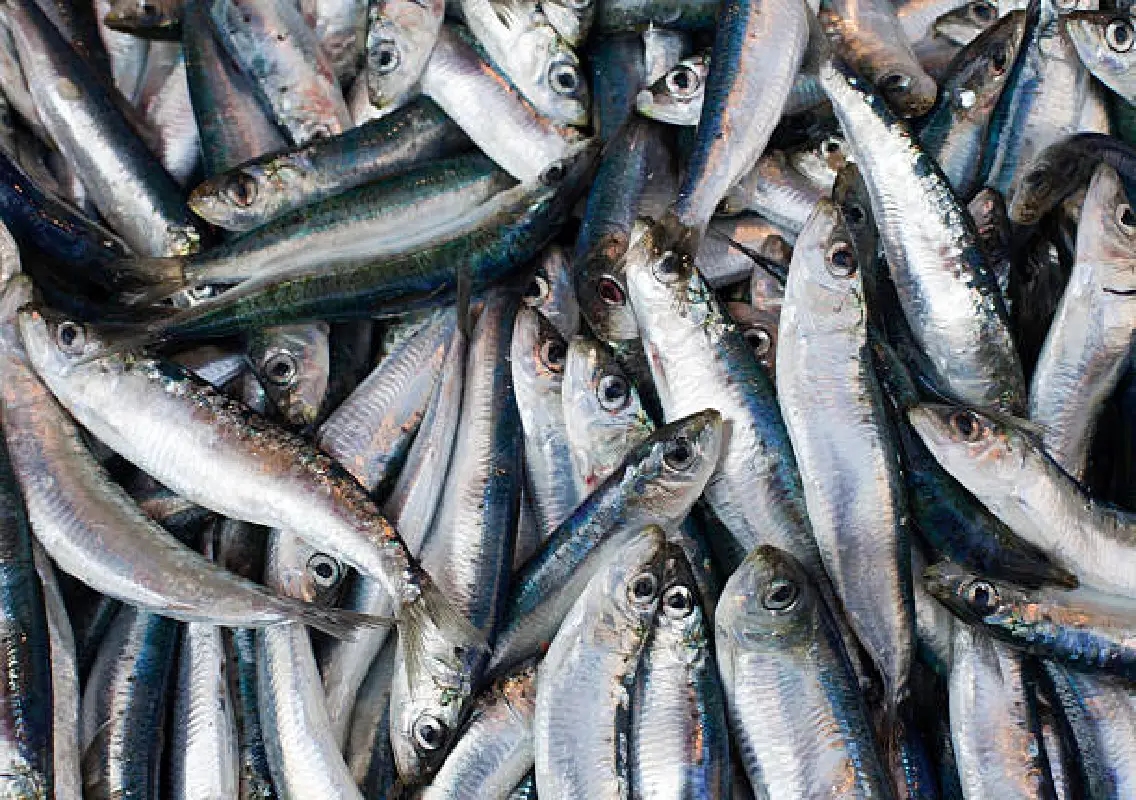 Sardine surge turns Hejamadi shore into bustling night market - News Karnataka