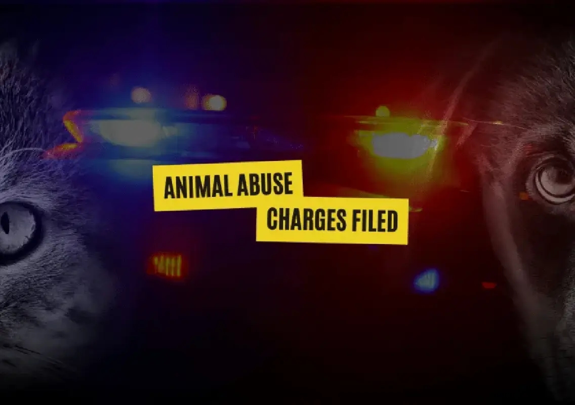 Somerset woman charged after dead animals, neglected pets found at home - News Karnataka