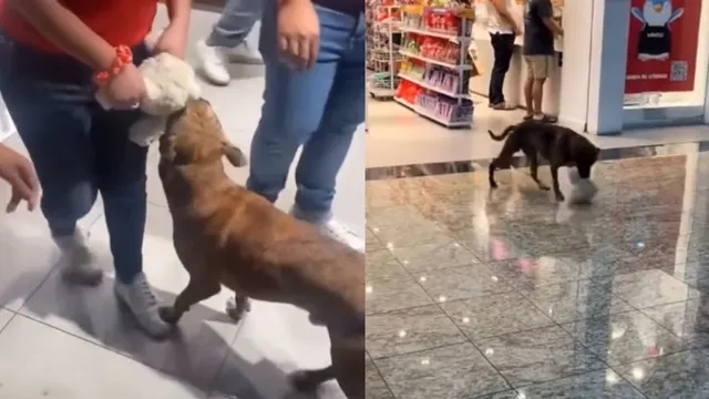 Stray dog steals toy at Mexico mall, kindness wins hearts online - News Karnataka