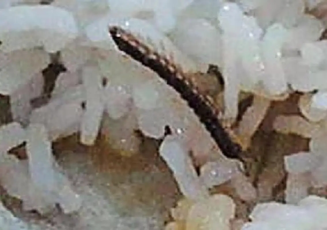 Students find worm in hostel food, complain to authorities in Kalaburagi - News Karnataka