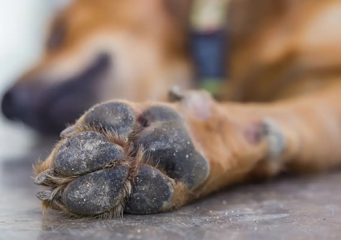 Symbiosis Hyderabad dog deaths spark wider concerns over animal cruelty in Telangana - News Karnataka