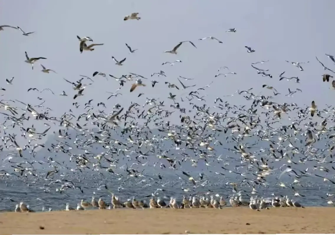 Terns and gull populations rise along Uttara Kannada coast - News Karnataka