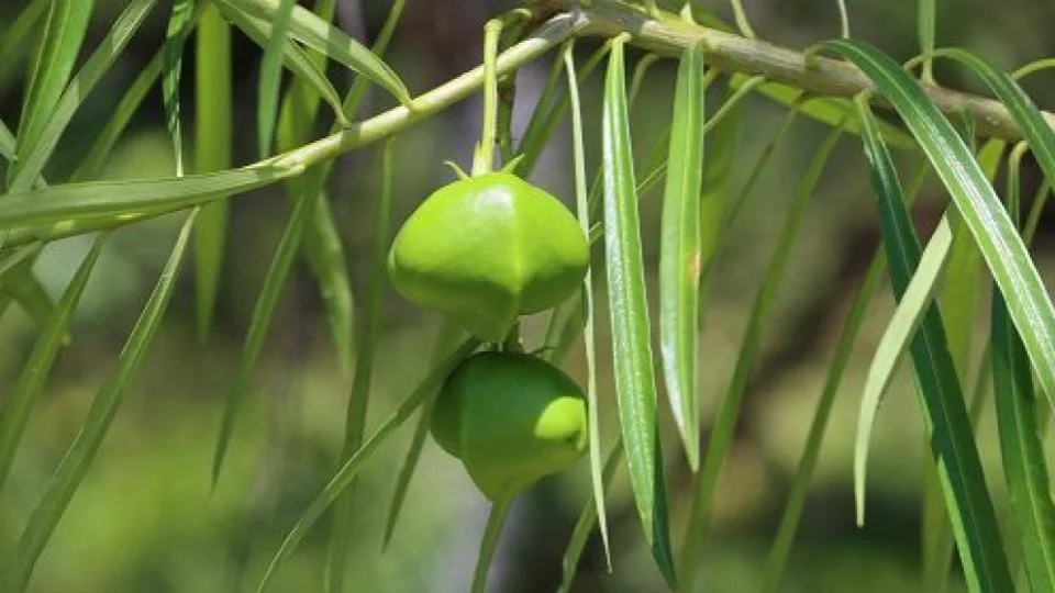 Three children die after consuming poisonous fruit in Uttar Pradesh village - News Karnataka