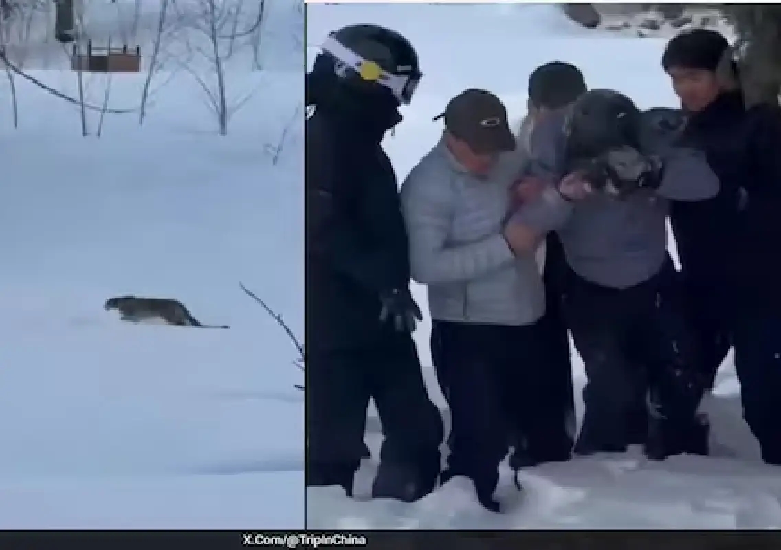 Tourist injured after snow leopard attack in northwest China - News Karnataka