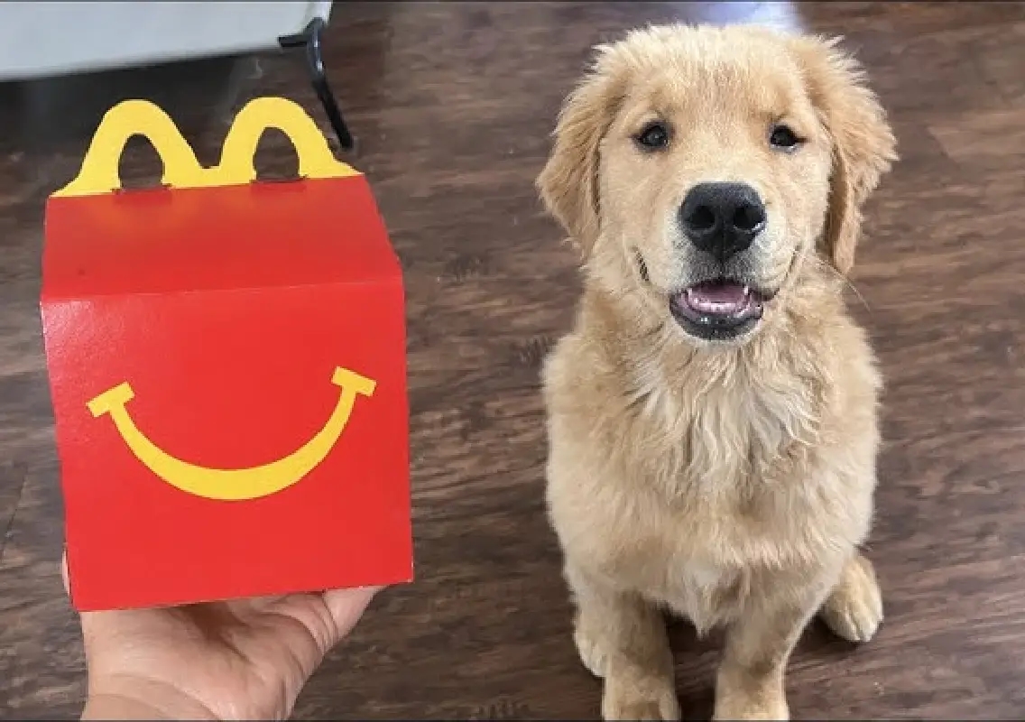 Viral McDonald’s review wins hearts as dog gets surprise treat - News Karnataka