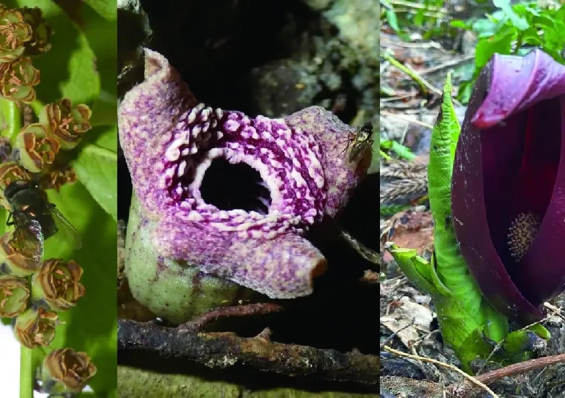 When flowers stink: Five blooms that shock the senses - News Karnataka