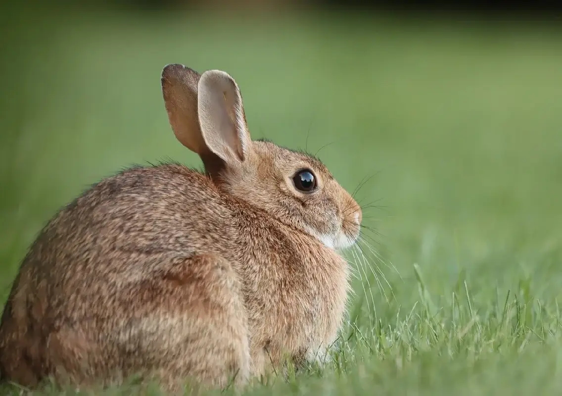 Why mother rabbits leave — and hide — their babies - News Karnataka